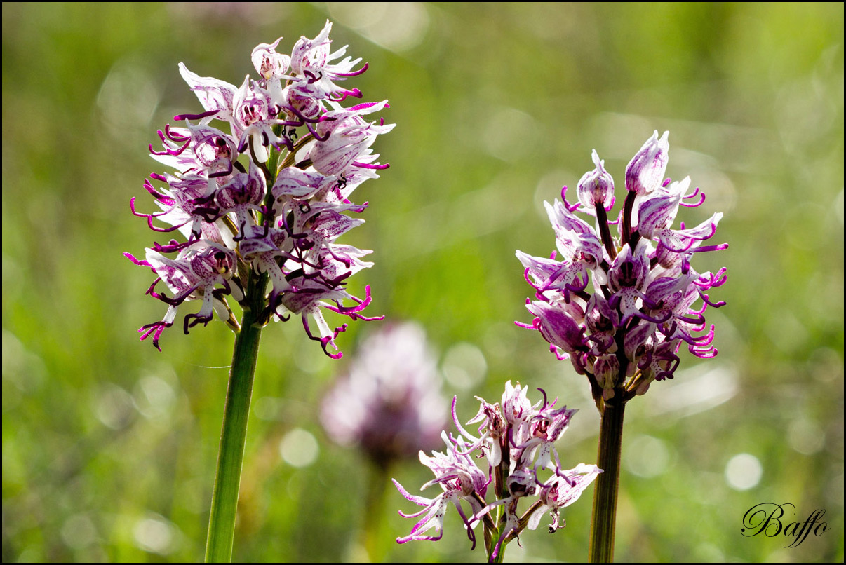 Orchis simia